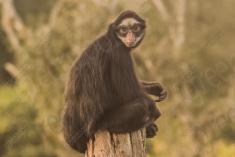 Macaco 10 <em>(1001)</em>