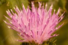 Flor 69 <em>(1002)</em>