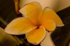 Flor 70 <em>(1010)</em>