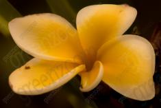 Flor 71 <em>(1011)</em>