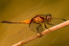 Libelula 9 <em>(1014)</em>