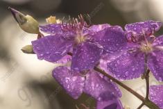 Flor 65 <em>(1016)</em>