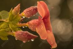 Flor 66 <em>(1017)</em>