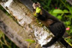 Macaco 2 <em>(102)</em>