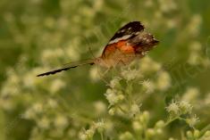 Mariposa 44 <em>(1023)</em>