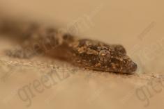 Lagartixa 1 <em>(1024)</em>