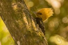 Pica Pau 4 <em>(1025)</em>