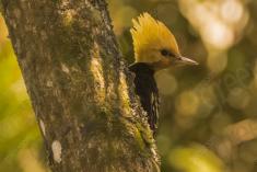 Pica Pau 5 <em>(1026)</em>