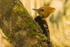 Pica Pau 6 <em>(1027)</em>