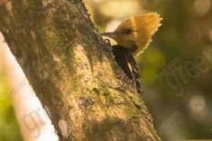 Pica Pau 7 <em>(1028)</em>