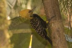 Pica Pau 8 <em>(1029)</em>