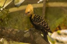 Pica Pau 9 <em>(1030)</em>