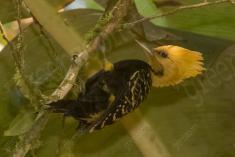 Pica Pau 10 <em>(1031)</em>