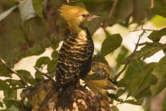 Pica Pau 11 <em>(1032)</em>