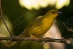 Tié Galo 1 (fêmea) <em>(1034)</em>