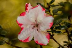Flor 181 <em>(1035)</em>