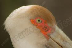 Cegonha Branca 3 <em>(1036)</em>