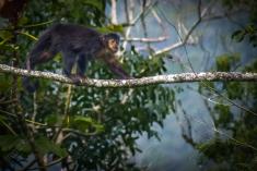 Macaco 3 <em>(104)</em>