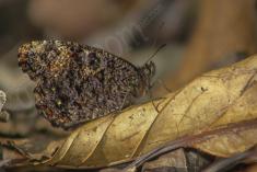 Borboleta 46 <em>(1040)</em>