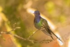 Beija Flor 21 <em>(1041)</em>