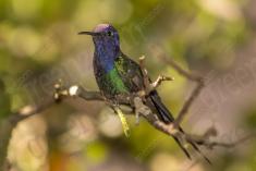 Beija Flor 27 <em>(1042)</em>