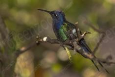 Beija Flor 28 <em>(1043)</em>