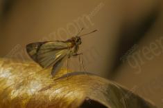 mariposa 4 <em>(1044)</em>