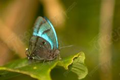 Borboleta 34 <em>(1048)</em>