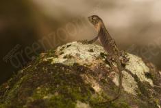 Lagarto <em>(1049)</em>
