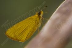 mariposa 5 <em>(1051)</em>