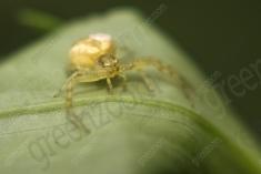 Aranha 2 <em>(1052)</em>