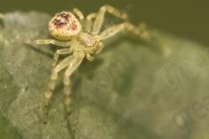 Aranha 10 <em>(1055)</em>