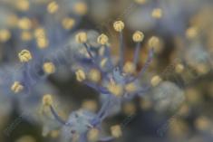 Flor 182 <em>(1064)</em>