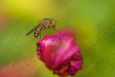 Inseto 151 <em>(1065)</em>