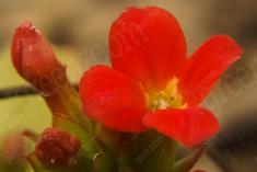 Flor 63 <em>(1066)</em>
