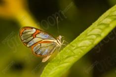 Borboleta 47 <em>(1067)</em>