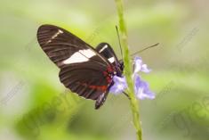Borboleta 48 <em>(1068)</em>