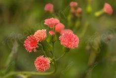 Flor 64 <em>(1070)</em>
