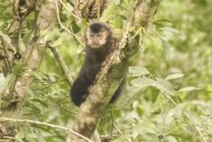 Macaco 11 <em>(1072)</em>