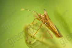 Inseto 156 <em>(1077)</em>