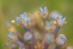 Flor 57 <em>(1079)</em>