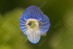 Flor 58 <em>(1081)</em>