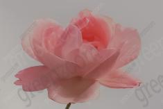 Flor 59 <em>(1082)</em>