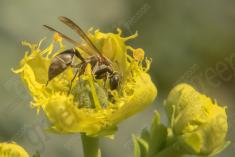 Inseto 159 <em>(1083)</em>