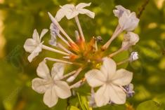 Flor 60 <em>(1085)</em>