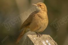 João de Barro 2 <em>(1088)</em>