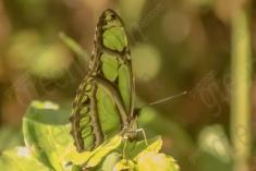 Borboleta 103 <em>(1089)</em>