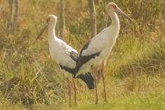 Cegonha Branca 1 <em>(1090)</em>