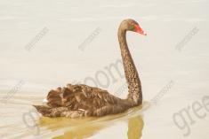 Cisne 2 <em>(1091)</em>