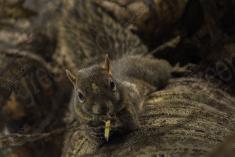 Serelepe 1 <em>(1098)</em>